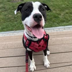 Shelter Stray Male Dog last seen , Animal Care & Control Team of Philly, 111 W Hunting Park Ave, Philadelphia, PA 19140, USA