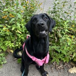 Shelter Stray Female Dog last seen , Animal Care & Control Team of Philly, 111 W Hunting Park Ave, Philadelphia, PA 19140, USA