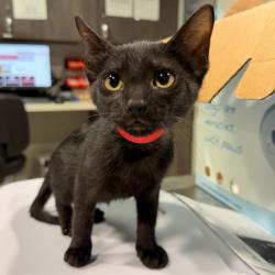 Shelter Stray Female Cat last seen , 3607 N Armenia Ave, Tampa, FL 33607, USA