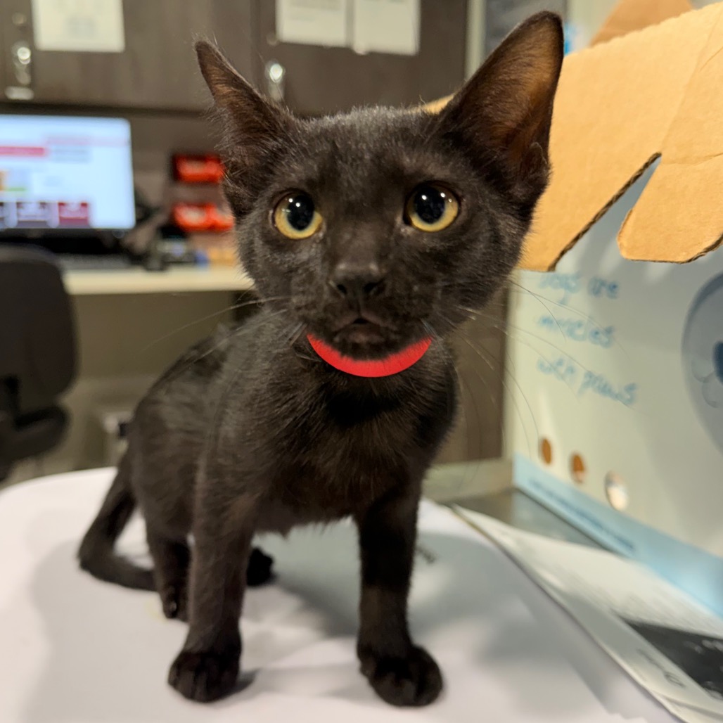 Shelter Stray Female Cat last seen , 3607 N Armenia Ave, Tampa, FL 33607, USA