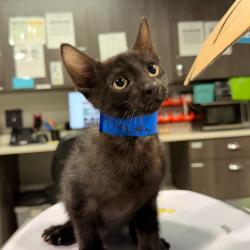 Shelter Stray Male Cat last seen , 3607 N Armenia Ave, Tampa, FL 33607, USA