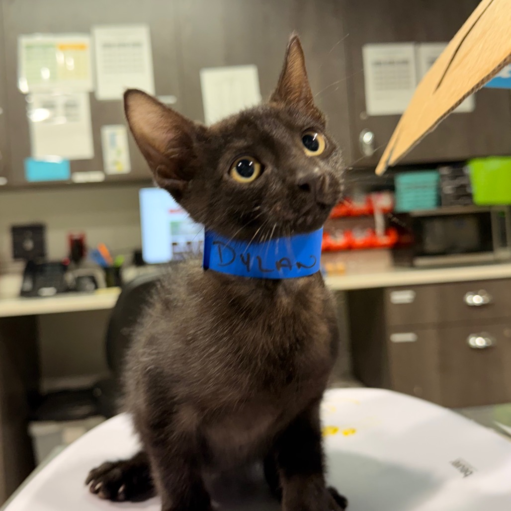 Shelter Stray Male Cat last seen , 3607 N Armenia Ave, Tampa, FL 33607, USA