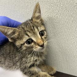 Shelter Stray Female Cat last seen , 3607 N Armenia Ave, Tampa, FL 33607, USA
