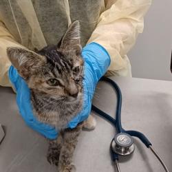 Shelter Stray Male Cat last seen , 1013 Garfield St, Oak Park, IL 60304, USA