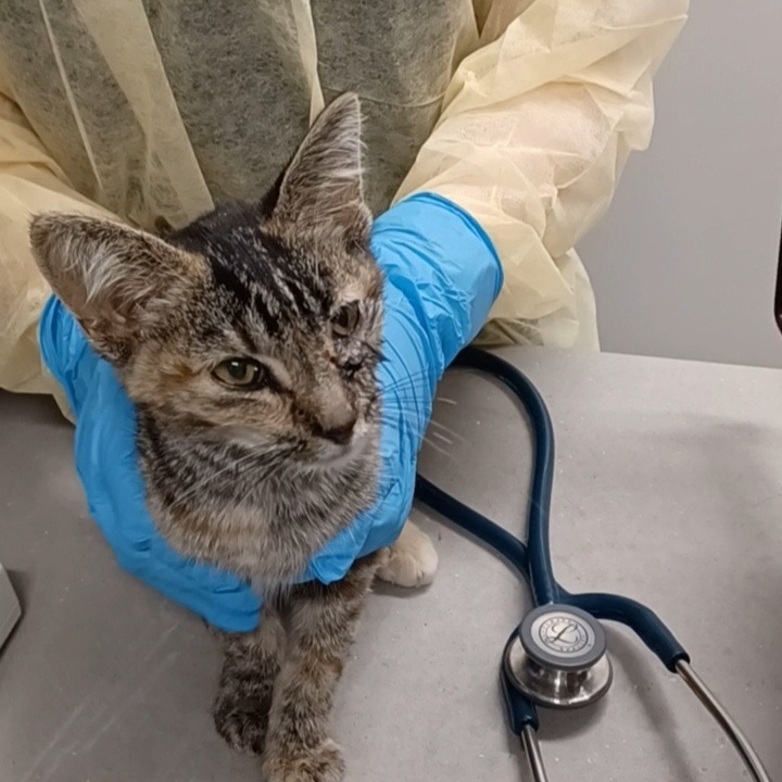 Shelter Stray Male Cat last seen , 1013 Garfield St, Oak Park, IL 60304, USA