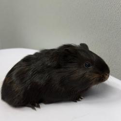 Shelter Stray Male Other last seen , 3607 N Armenia Ave, Tampa, FL 33607, USA