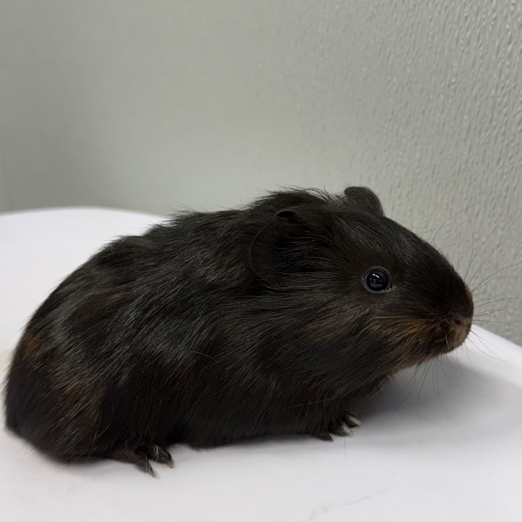 Shelter Stray Male Other last seen , 3607 N Armenia Ave, Tampa, FL 33607, USA