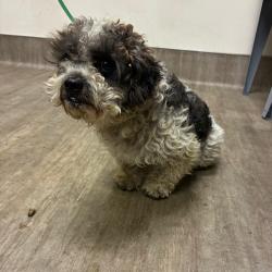 Shelter Stray Male Dog last seen , 361 S Raymond Ave, Pasadena, CA 91105, USA