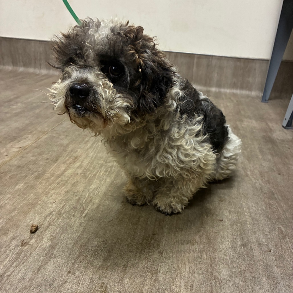 Shelter Stray Male Dog last seen , 361 S Raymond Ave, Pasadena, CA 91105, USA