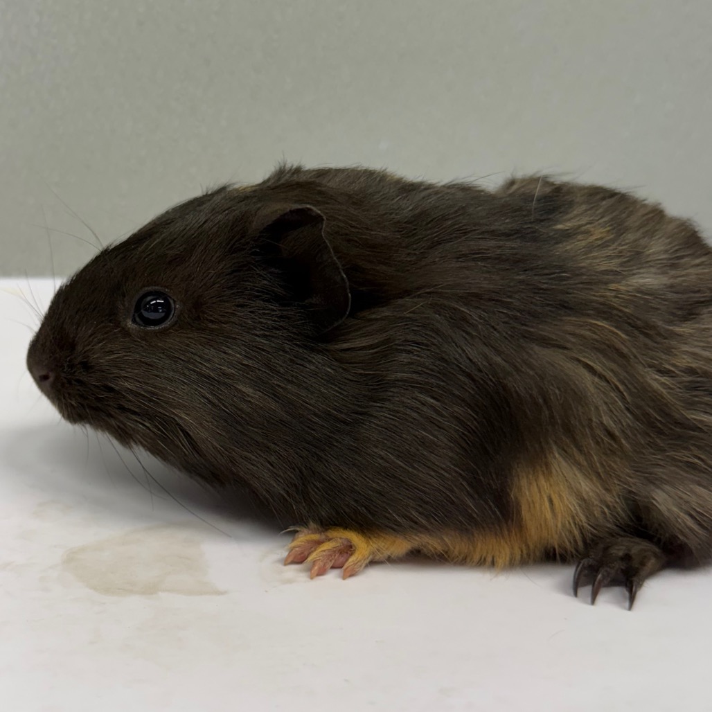 Shelter Stray Male Other last seen , 3607 N Armenia Ave, Tampa, FL 33607, USA