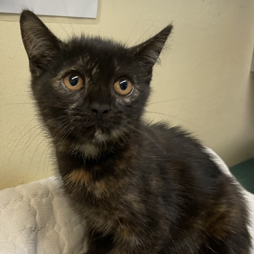 Shelter Stray Female Cat last seen , 361 S Raymond Ave, Pasadena, CA 91105, USA