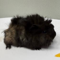 Shelter Stray Male Other last seen , 3607 N Armenia Ave, Tampa, FL 33607, USA