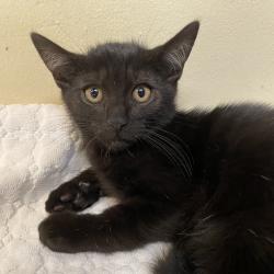 Shelter Stray Male Cat last seen , 361 S Raymond Ave, Pasadena, CA 91105, USA