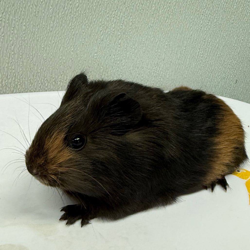 Shelter Stray Male Other last seen , 3607 N Armenia Ave, Tampa, FL 33607, USA