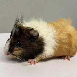 Shelter Stray Female Other last seen , 3607 N Armenia Ave, Tampa, FL 33607, USA