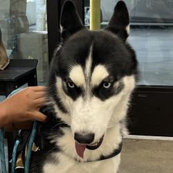Shelter Stray Male Dog last seen , 3607 N Armenia Ave, Tampa, FL 33607, USA