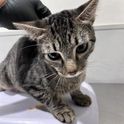 Shelter Stray Male Cat last seen , 3607 N Armenia Ave, Tampa, FL 33607, USA
