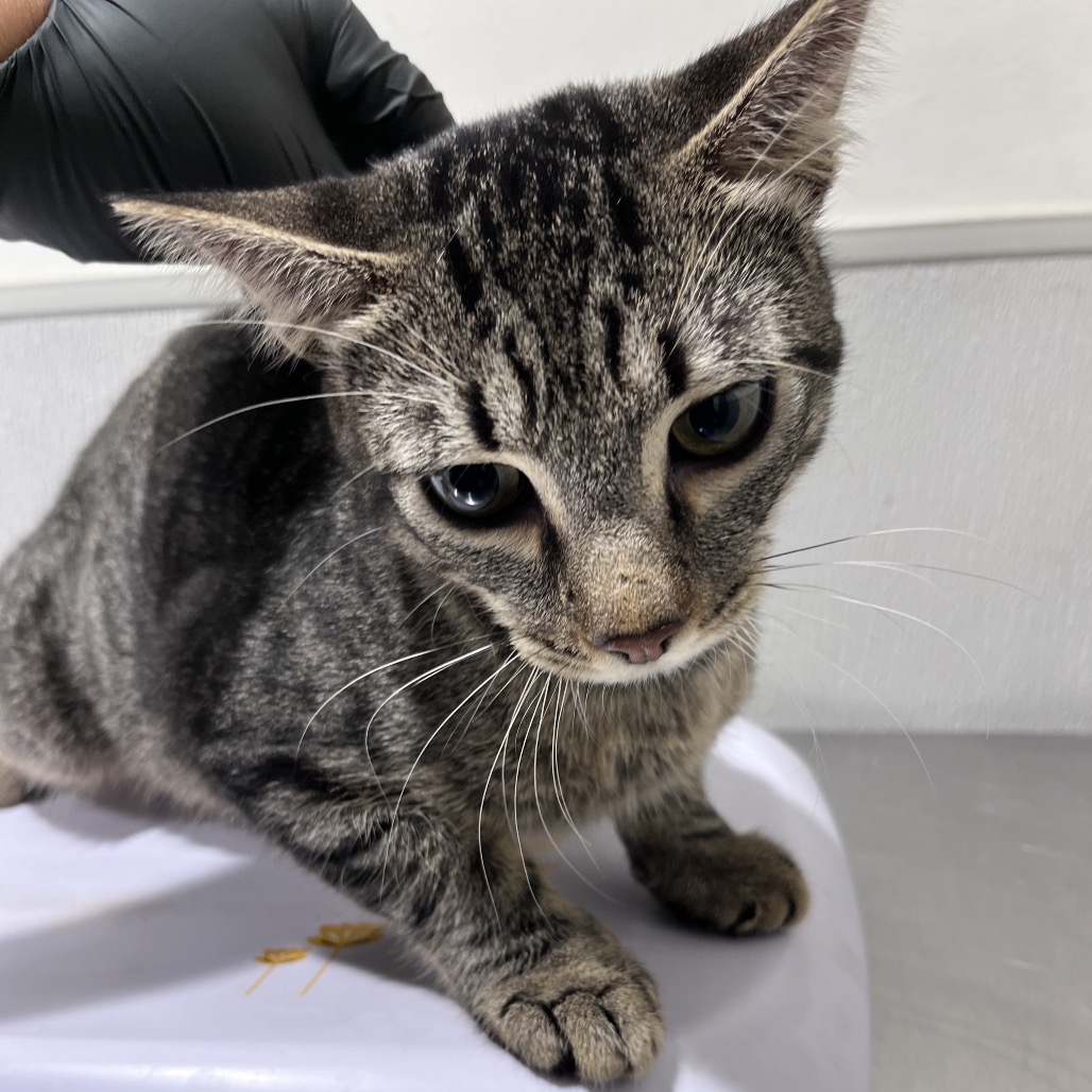 Shelter Stray Male Cat last seen , 3607 N Armenia Ave, Tampa, FL 33607, USA