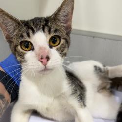 Shelter Stray Male Cat last seen , 3607 N Armenia Ave, Tampa, FL 33607, USA