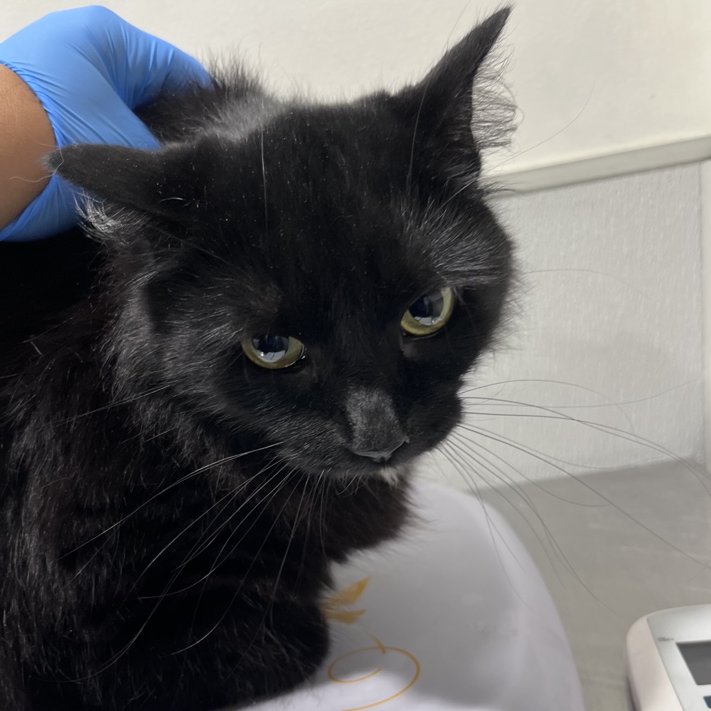 Shelter Stray Female Cat last seen , 3607 N Armenia Ave, Tampa, FL 33607, USA