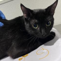 Shelter Stray Male Cat last seen , 3607 N Armenia Ave, Tampa, FL 33607, USA