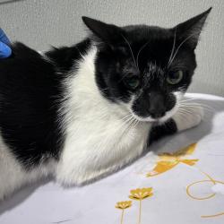 Shelter Stray Male Cat last seen , 3607 N Armenia Ave, Tampa, FL 33607, USA
