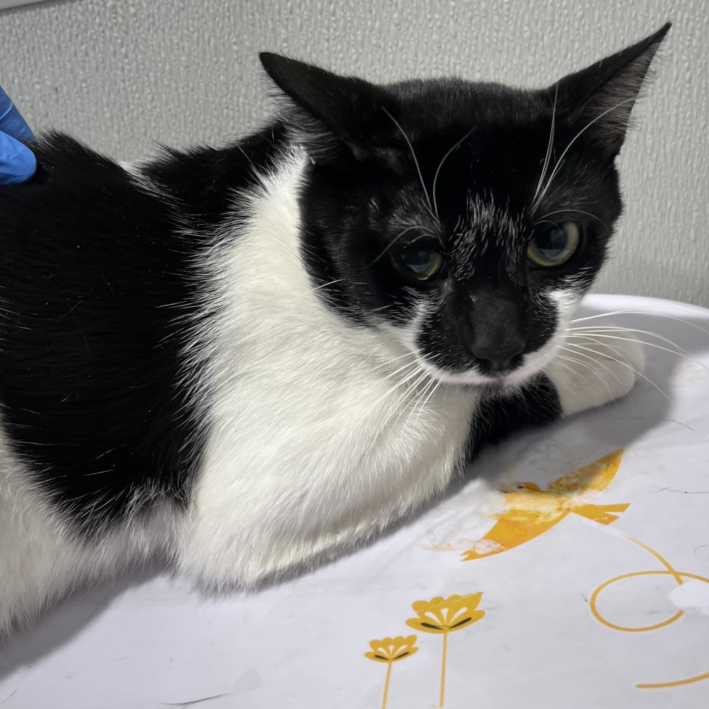 Shelter Stray Male Cat last seen , 3607 N Armenia Ave, Tampa, FL 33607, USA