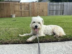 Found/Stray Female Dog last seen The lakes sugar land, Sugar Land, TX 77479