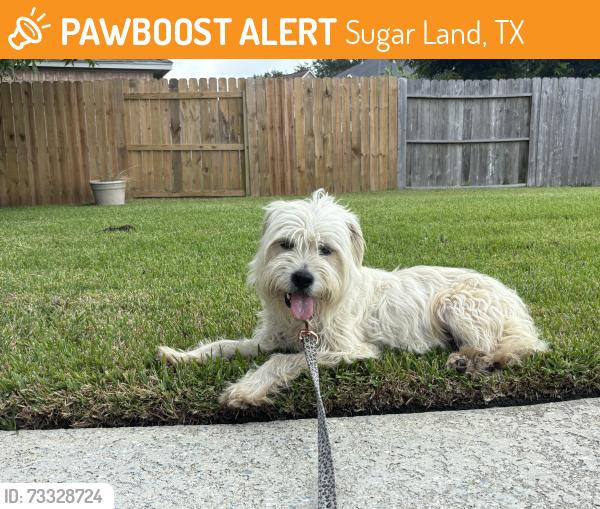 Found/Stray Female Dog last seen The lakes sugar land, Sugar Land, TX 77479