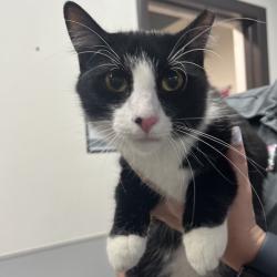 Shelter Stray Male Cat last seen , 3607 N Armenia Ave, Tampa, FL 33607, USA