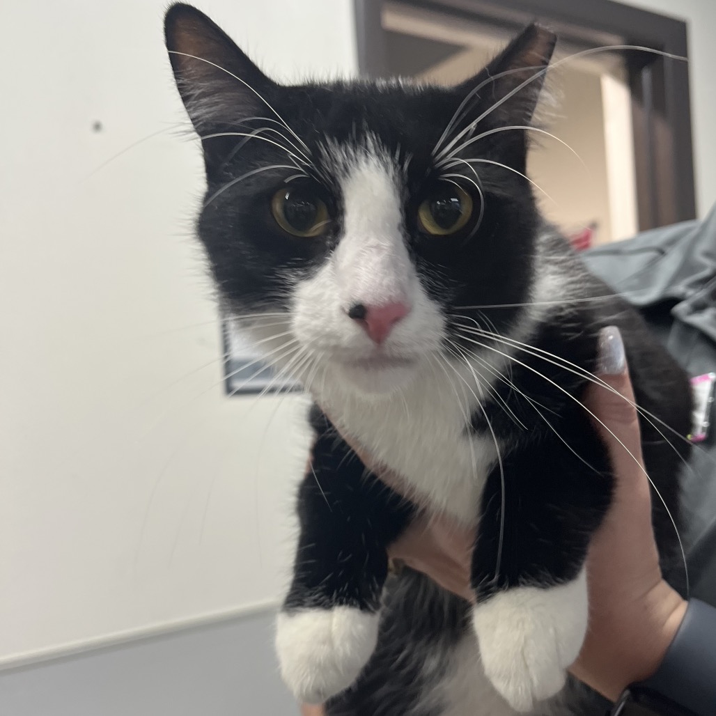 Shelter Stray Male Cat last seen , 3607 N Armenia Ave, Tampa, FL 33607, USA