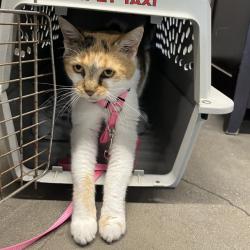 Shelter Stray Female Cat last seen , 3607 N Armenia Ave, Tampa, FL 33607, USA