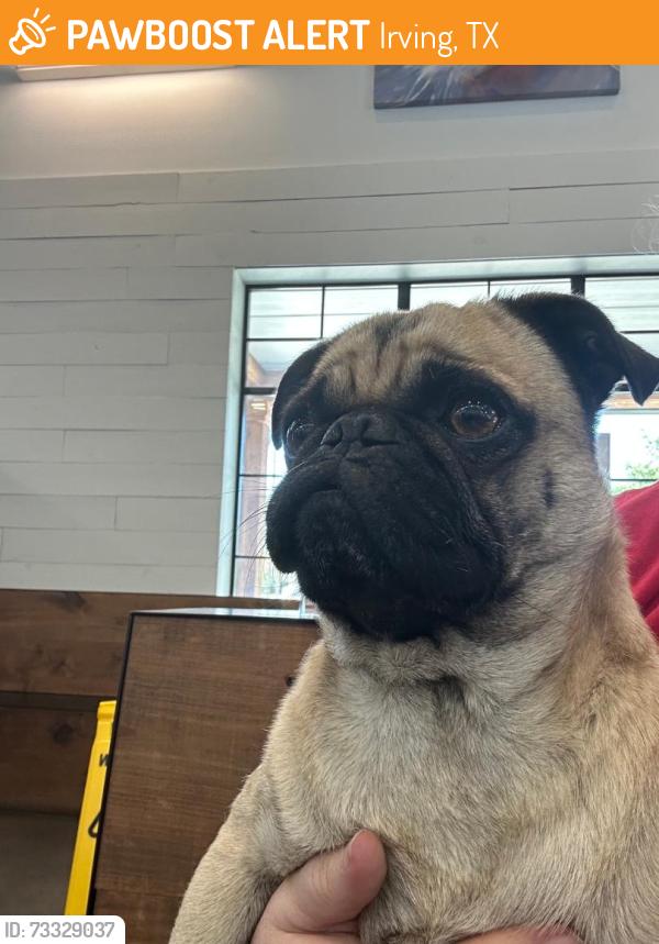 Found/Stray Male Dog last seen Muret Street, Irving, TX 75062
