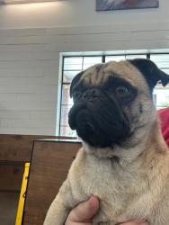 Found/Stray Male Dog last seen Muret Street, Irving, TX 75062