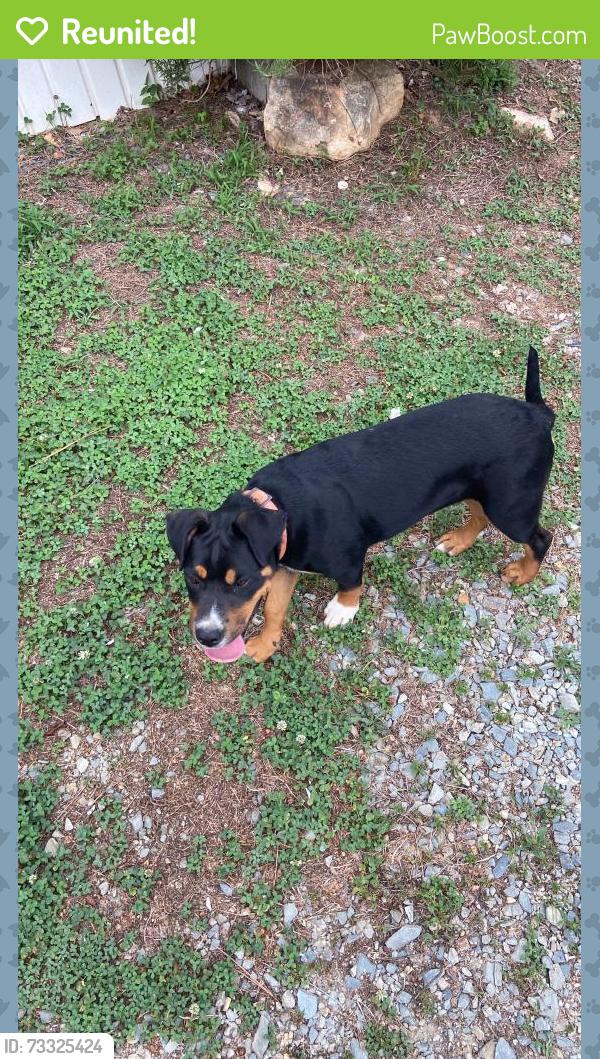 Reunited Male Dog last seen Near Ridge Rd, Seagrove, NC 27341, EE. UU., Seagrove, NC 27341