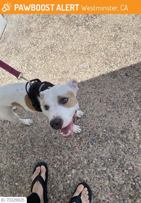 Found/Stray Female Dog last seen Magnolia and heil, Westminster, CA 92683