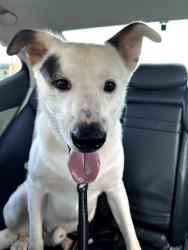 Found/Stray Male Dog last seen Lowes, Kingsport, TN 37660