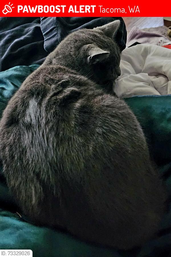 Lost Female Cat last seen N Visscher st, Tacoma, WA 98407