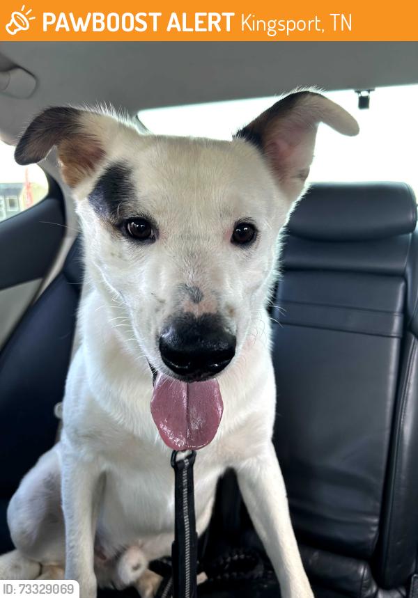 Found/Stray Male Dog last seen Lowes, Kingsport, TN 37660