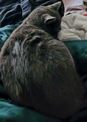 Lost Female Cat last seen N Visscher st, Tacoma, WA 98407