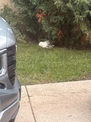 Found/Stray Unknown Cat last seen Christ The King Church, Milwaukee, WI 53223
