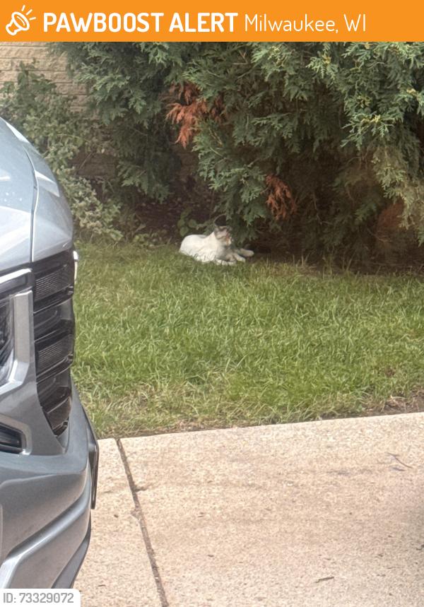 Found/Stray Unknown Cat last seen Christ The King Church, Milwaukee, WI 53223