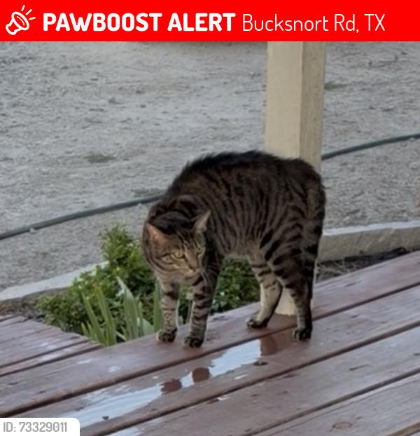 Lost Male Cat last seen FM 121, Bucksnort Rd, TX 75485