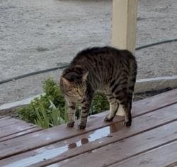 Lost Male Cat last seen FM 121, Bucksnort Rd, TX 75485