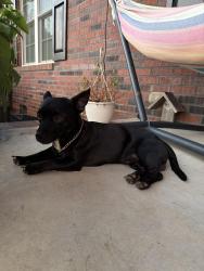 Found/Stray Male Dog last seen Maiden Salem, Lincolnton, NC 28092