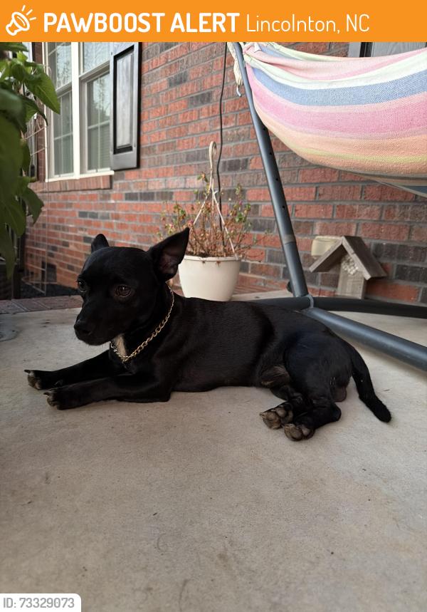 Found/Stray Male Dog last seen Maiden Salem, Lincolnton, NC 28092