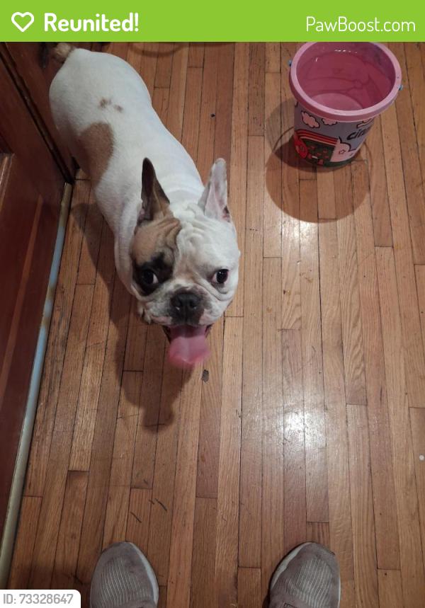 Reunited Female Dog last seen SW 76 Avenue and 21 Street Miami 33155, Coral Terrace, FL 33155