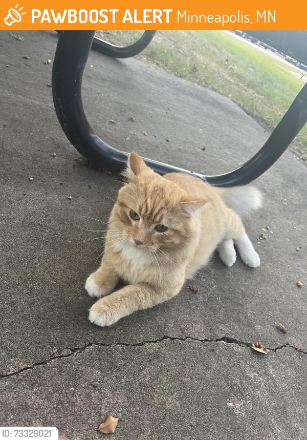 Found/Stray Unknown Cat last seen He hangs out around the picnic bench outside the apmt by the playground, Minneapolis, MN 55433