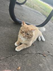 Found/Stray Unknown Cat last seen He hangs out around the picnic bench outside the apmt by the playground, Minneapolis, MN 55433