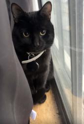 Lost Male Cat last seen Wadsworth Park, St Clair and Laughton, Toronto, ON M6N 2Y5